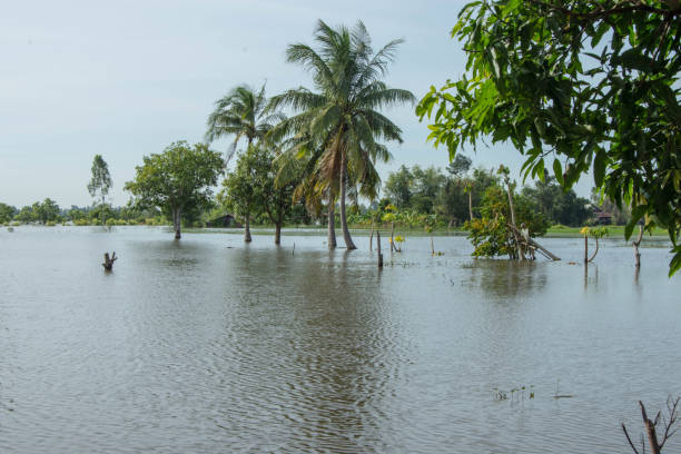 campos de arroz inundados, bananeiras, rotas de tráfego na tailândia. - flood people asia cambodia - fotografias e filmes do acervo
