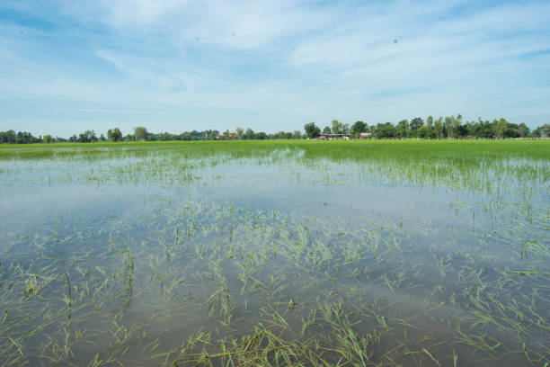 campos de arroz inundados, bananeiras, rotas de tráfego na tailândia. - flood people asia cambodia - fotografias e filmes do acervo