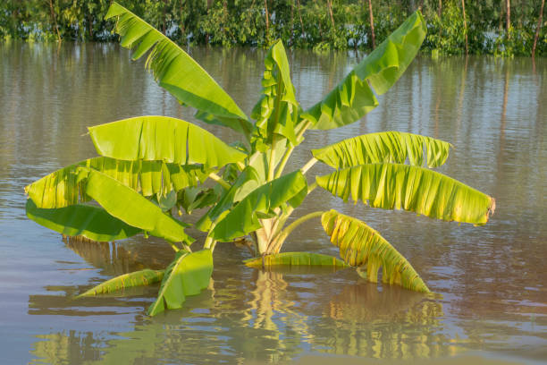 risaie allagate, banani, vie di circolazione in thailandia. - flood people asia cambodia foto e immagini stock