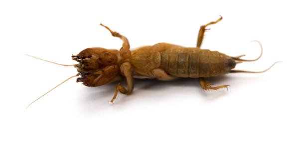 istock underneath of a cricket on white background close up 829548148
