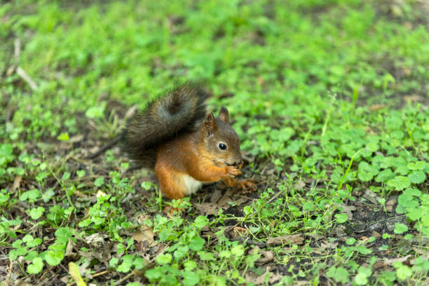 istock red squirrel with bushy tail, rodent, sitting on the ground on the grass 829564420
