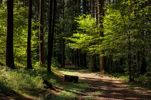 sentiero nel bosco photo