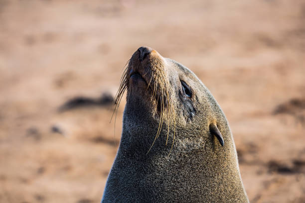 istock Large fur seal basking in the sun 829582844