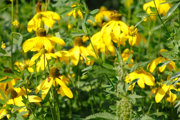 istock flowering yellow sun hat, flowers 829582904