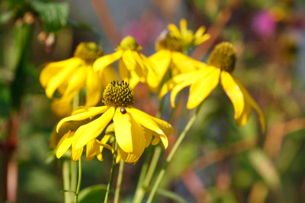 istock flowering yellow sun hat, flowers 829583040