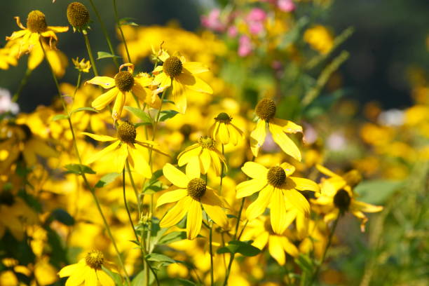 istock flowering yellow sun hat, flowers 829583120