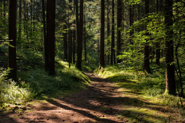 istock light effects on the trail in the woods 829585888