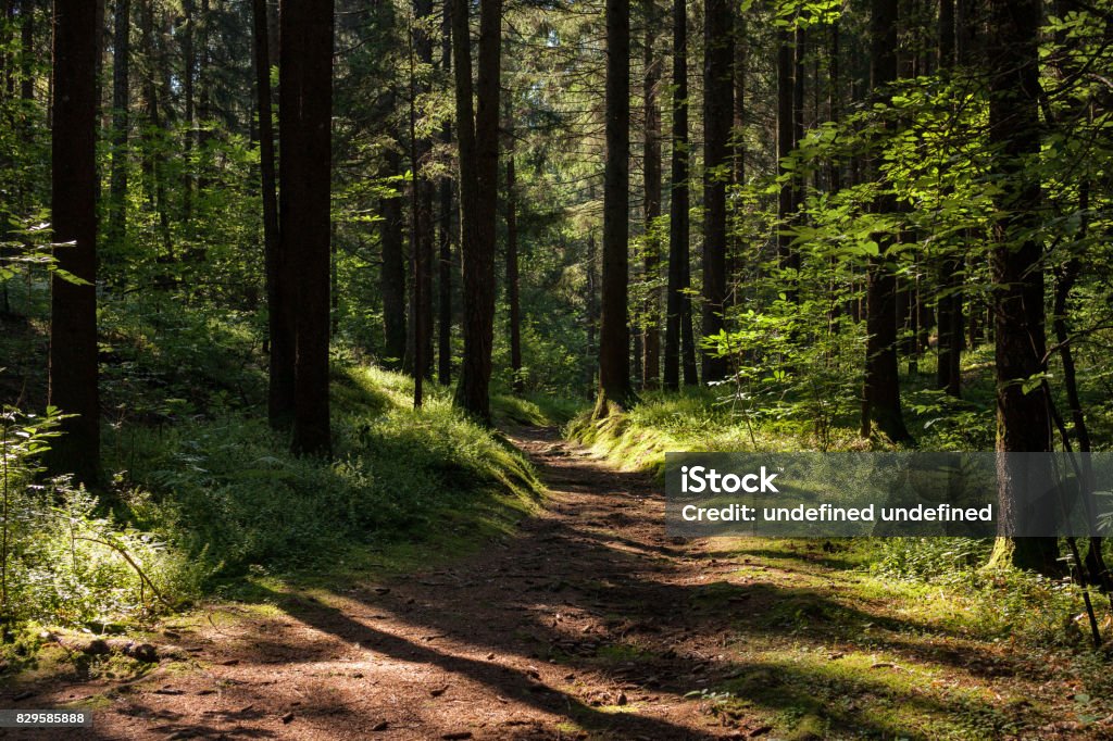 light effects on the trail in the woods play of light in the narrow street in the woods Horizontal Stock Photo