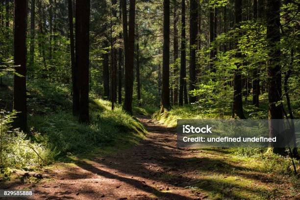 Light Effects On The Trail In The Woods Stock Photo - Download Image Now - Horizontal, Italy, No People