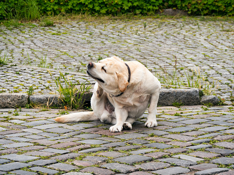 A pale coloured Labrador Retriever dog scratching himself on the pavement in a German town. His eyes are closed and his teeth showing in sheer ecstasy!