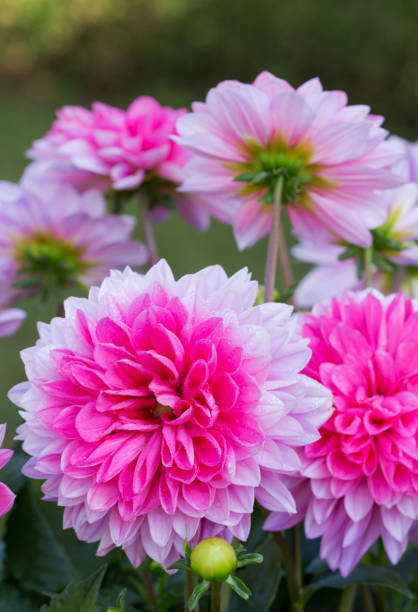 istock Pink dahlia .Holiday card 829592212