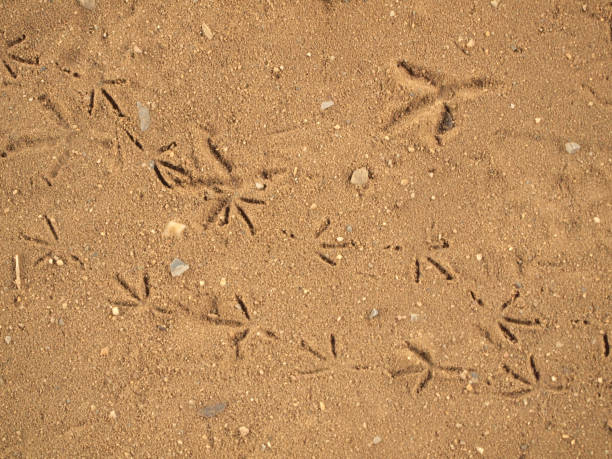 istock Bird footprints in sand, closeup, elevated view 829599386