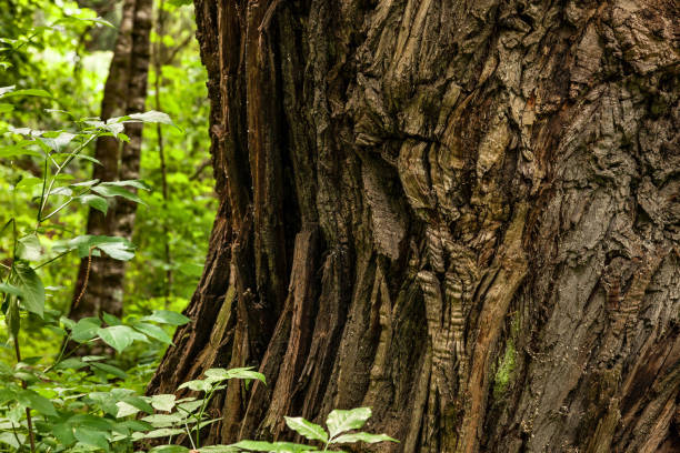 istock trunk of an old chestnut 829609256