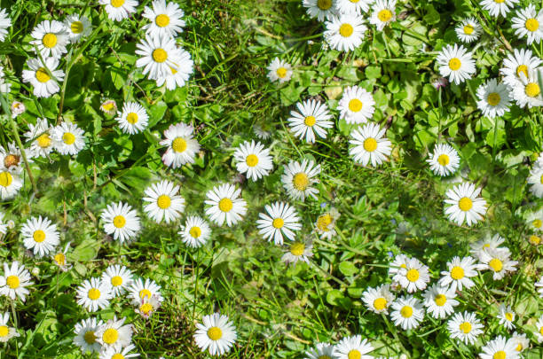 istock daisies on a green meadow seamless 829609362