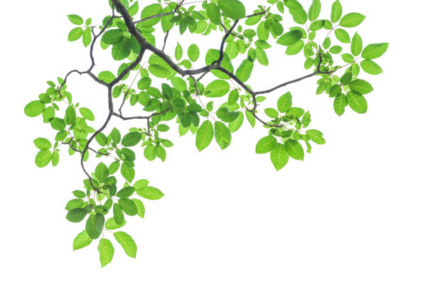 istock Green tree leaves and branches isolated on white background 829618738