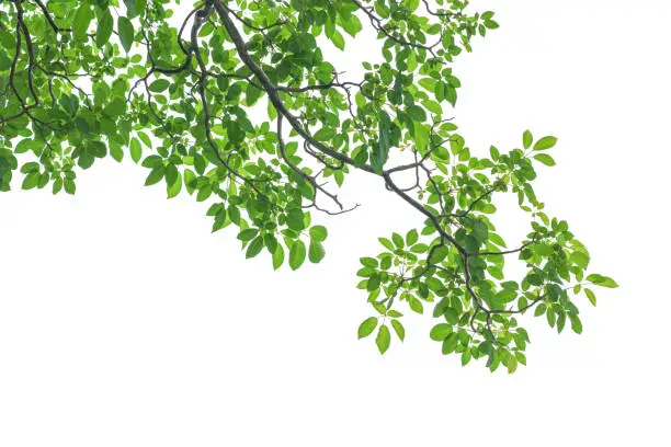 Photo of Green tree leaves and branches isolated on white background