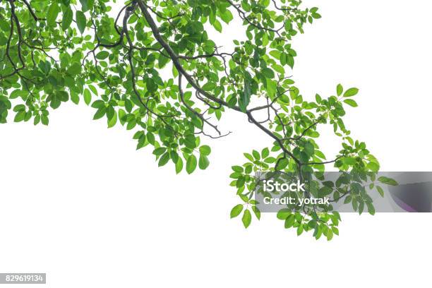 Zielone Liście Drzew I Gałęzie Izolowane Na Białym Tle - zdjęcia stockowe i więcej obrazów Drzewo