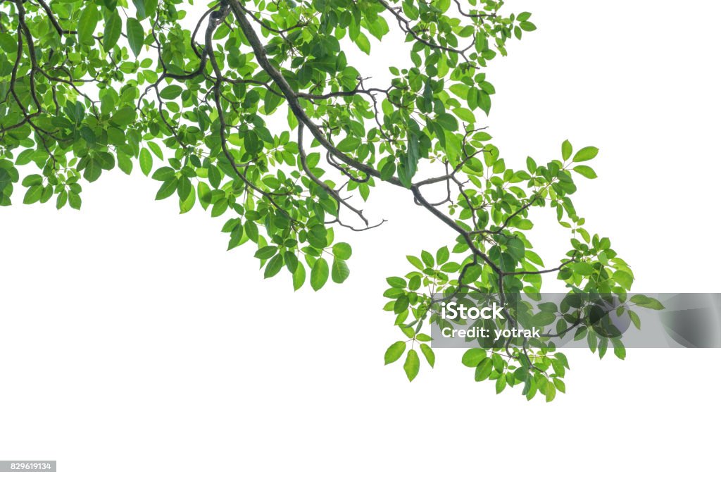 Árvore verde folhas e ramos, isolados no fundo branco - Foto de stock de Árvore royalty-free