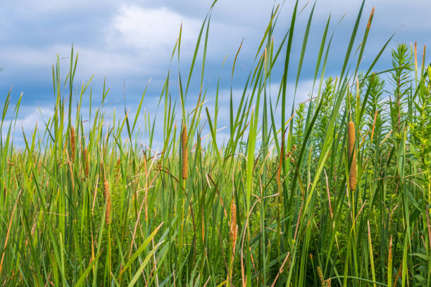 istock reeds at the pond in summer with Typha angustifolia 829619460