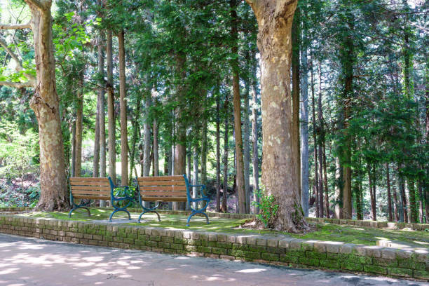 istock Bench at the side of the cypress forest 829619900