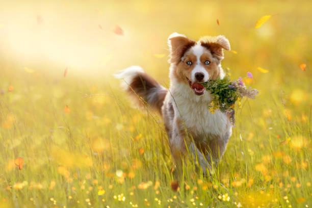 young Australian Shepherd carries bouquet in mouth on a meadow
