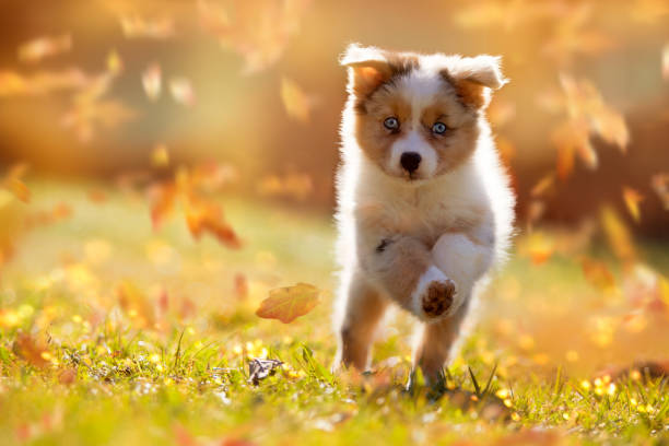 Dog, Australian Shepherd puppy jumping in autumn leaves Dog, Australian Shepherd puppy jumping in autumn leaves over a meadow 8 weeks stock pictures, royalty-free photos & images