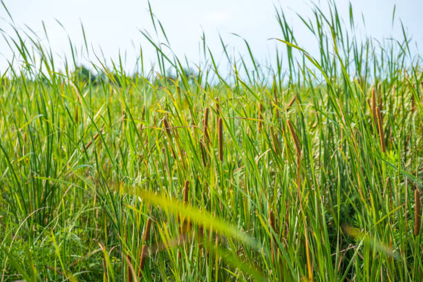 istock reeds at the pond in summer with Typha angustifolia 829624972