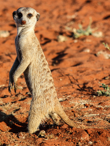 Playful meerkat families digging in the orange sand of the Kalahari Desert in Namibia, Africa