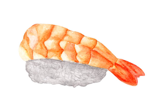 illustrations, cliparts, dessins animés et icônes de nigiri sushi aux crevettes isolé sur fond blanc, avec un tracé de détourage, nourriture japonaise aquarelle. - sushi nigiri white background red