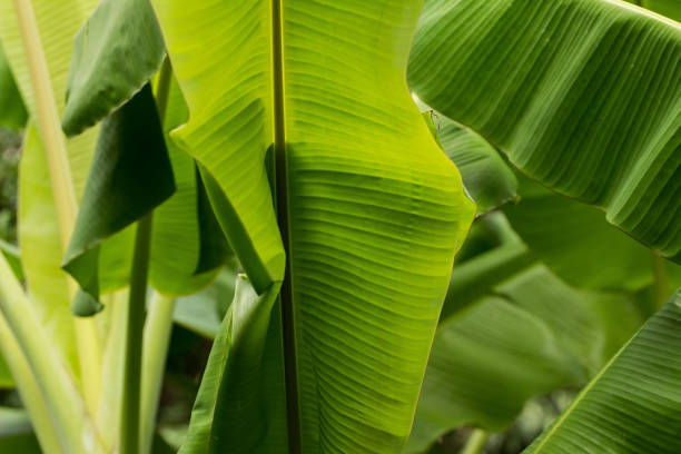Banana leaves closeup; selective focus;