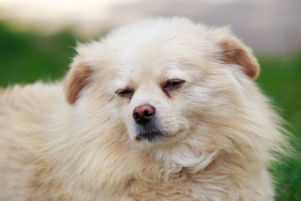 istock Dog on the grass 829639586