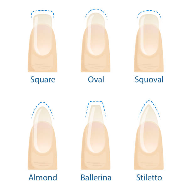 Set of nails shapes Nail manicure, set of nails shapes - oval, square, almond, stiletto, ballerina squoval Vector child casket stock illustrations