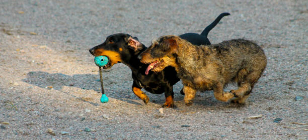 Two dachshunds running Two active dachshunds running with a ball finnish hound stock pictures, royalty-free photos & images
