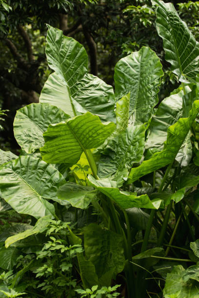 istock Tropical bushes at sunny day 829656896