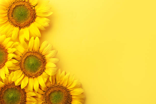istock Sunflowers on a yellow background. Copy space. Top view 829663700