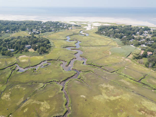 antenna di marsh habitat nel new england - cape cod new england sea marsh foto e immagini stock