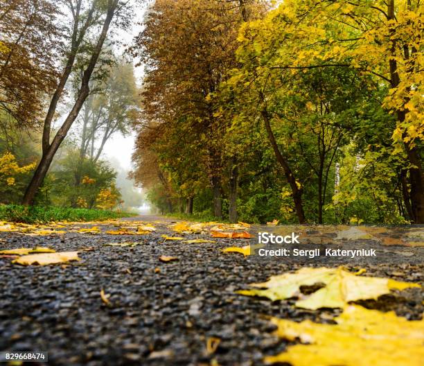 Straße Im Herbstlichen Wald Herbstliche Landschaft Stockfoto und mehr Bilder von Aufnahme von unten