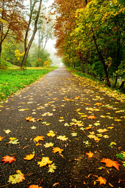 istock Road in autumn forest. Autumn landscape 829668510