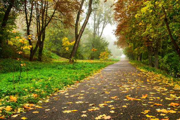 istock Road in autumn forest. Autumn landscape 829668566