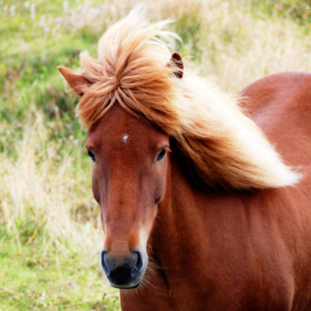 Square picture of an Icelandic horse looking at the camera.