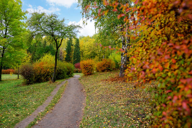 istock Sunlight in the autumn forest. Autumn landscape 829669208