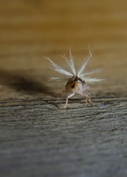 This strange creature is no larger than 5 mm but jumps to more than 1 m in height.