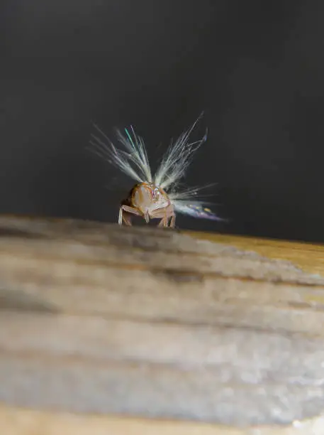 This strange creature is no larger than 5 mm but jumps to more than 1 m in height.