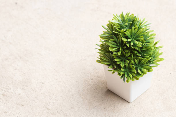 istock Small tree in white pot on concrete floor, copy space, textured 829691734