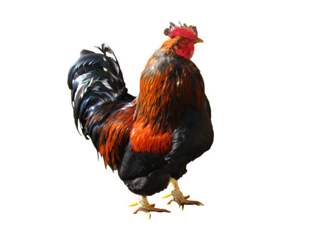 istock cock isolated on the white background 829691958