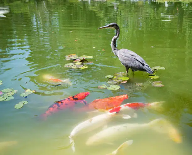 Photo of Great Blue Heron