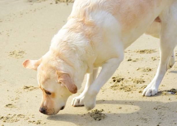 istock Labrador Retriever at the beach 829705806