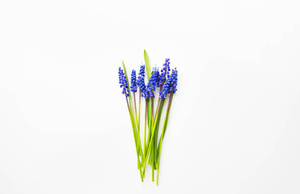 istock Beautiful composition - blue muscari lie on a white table 829711258