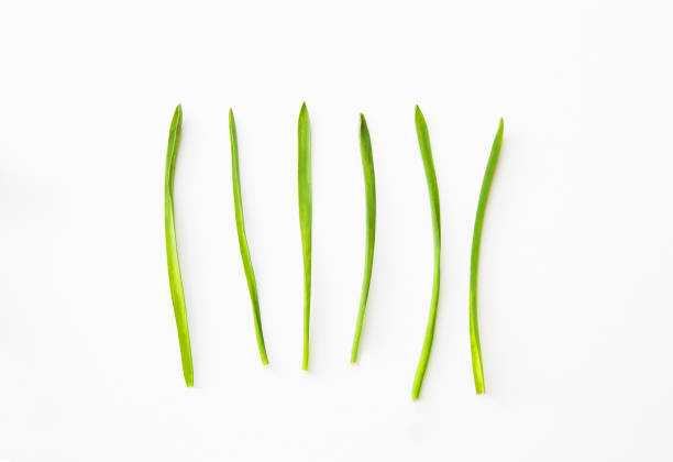 istock Beautiful composition - green leaves lie on a white table 829713614