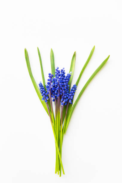 istock Beautiful composition - blue muscari lie on a white table 829713706